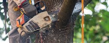 How Our Tree Care Process Works  in  Bellevue, NE