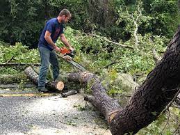 Professional Tree Care in Bellevue, NE