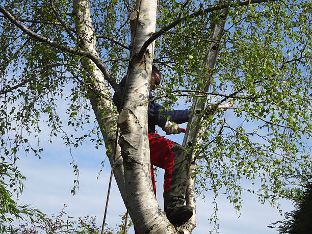 How Our Tree Care Process Works  in  Bellevue, NE